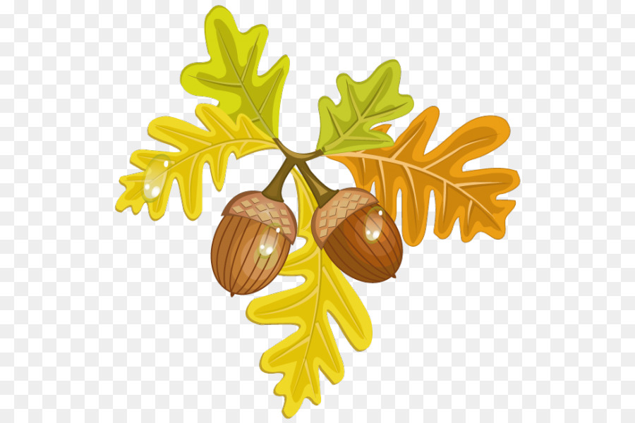 Bellotas，Hojas PNG