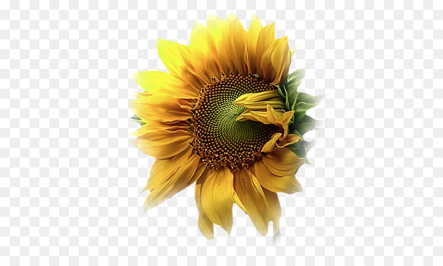 Girasol Amarillo，Hojas Verdes PNG