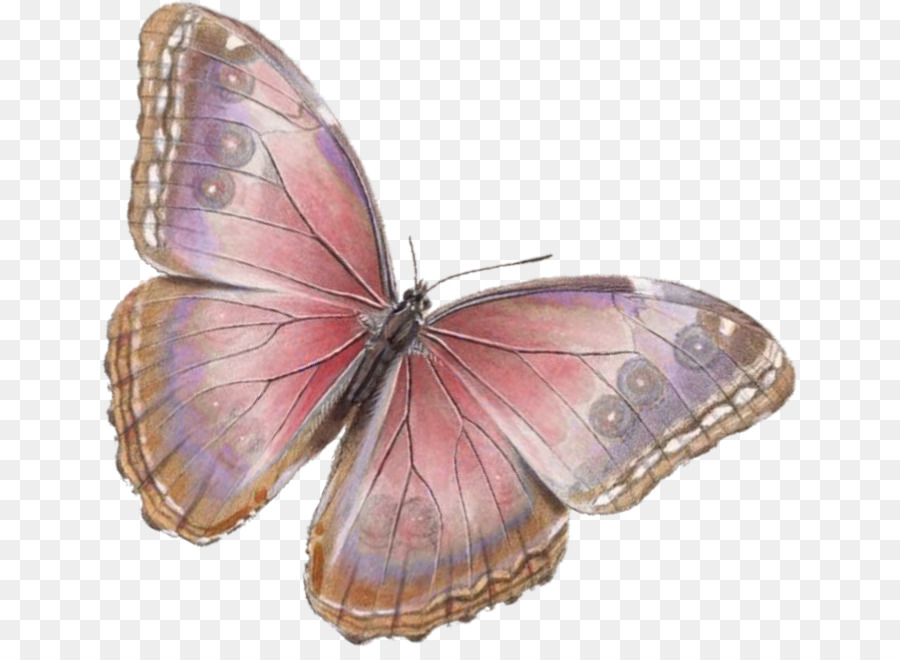 Mariposa，Rojo PNG