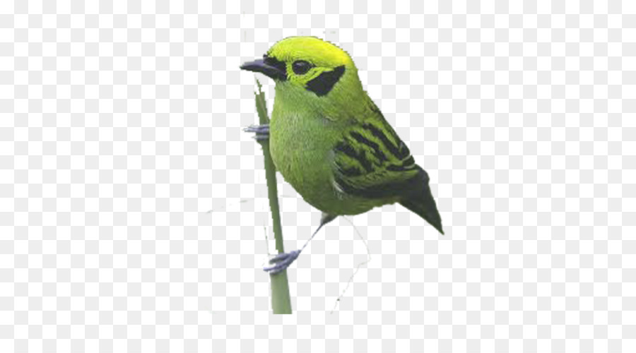 Pájaro，Rama PNG