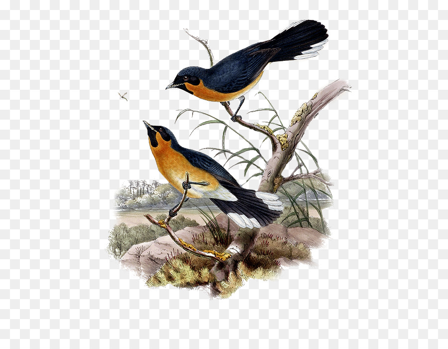 Robin Europeo，Pájaro PNG