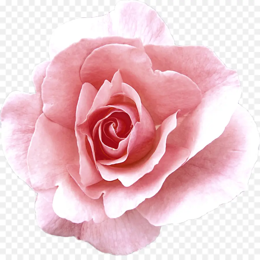 Rosas De Jardín，Rosa De Repollo PNG