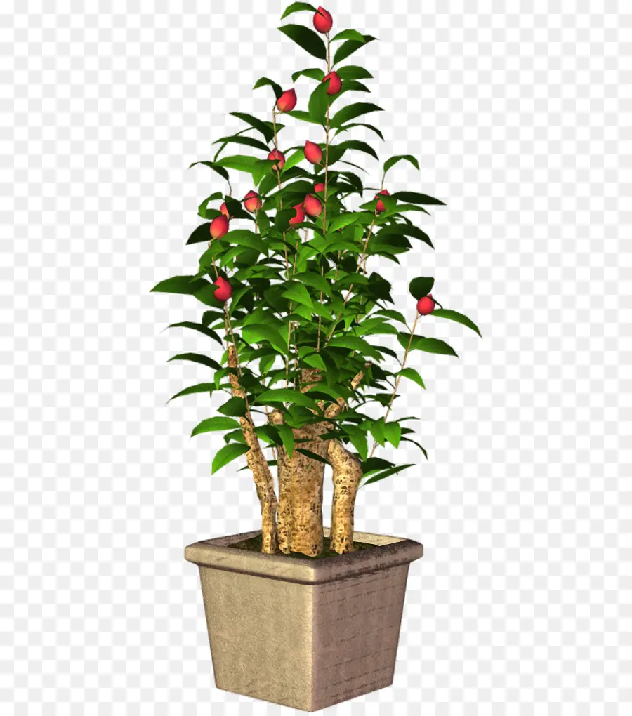 Planta En Maceta，Hojas PNG