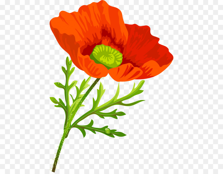 Amapola，Rojo PNG