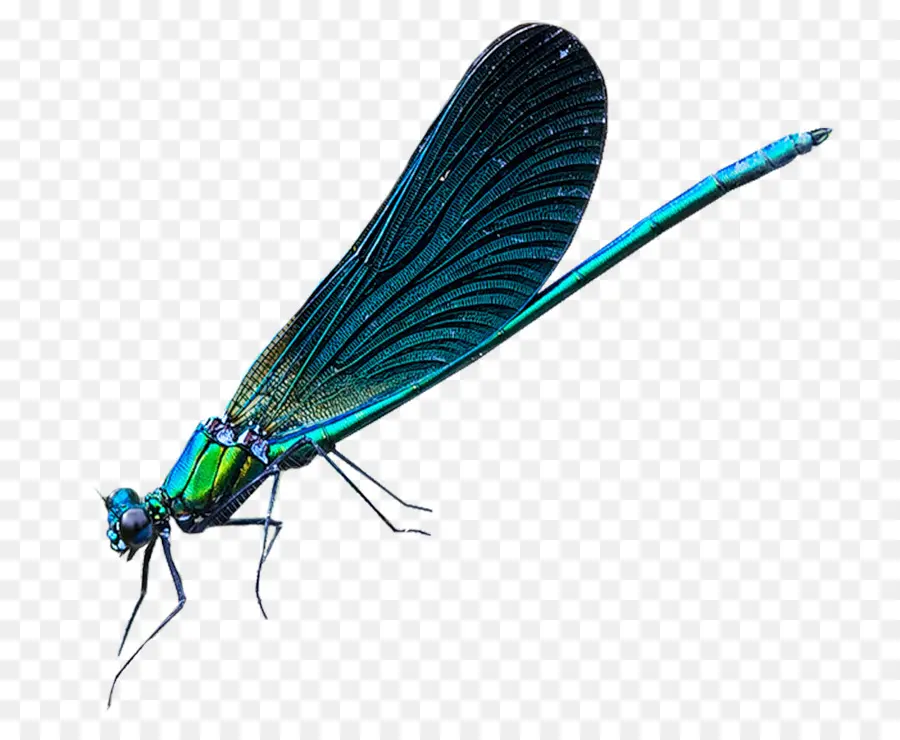 Libélula，Los Insectos PNG