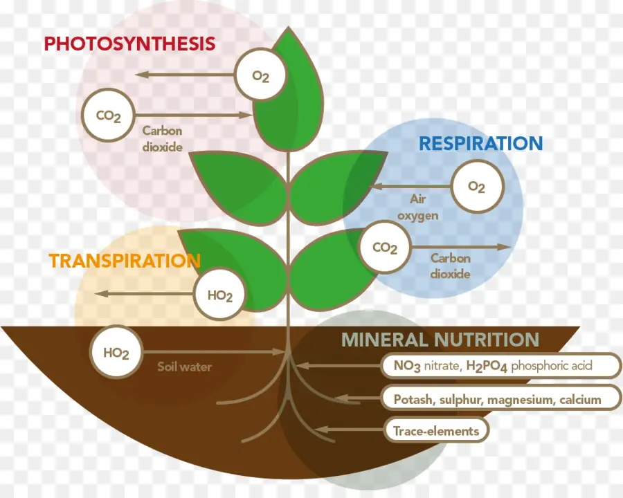 Diagrama De Planta，Fotosíntesis PNG