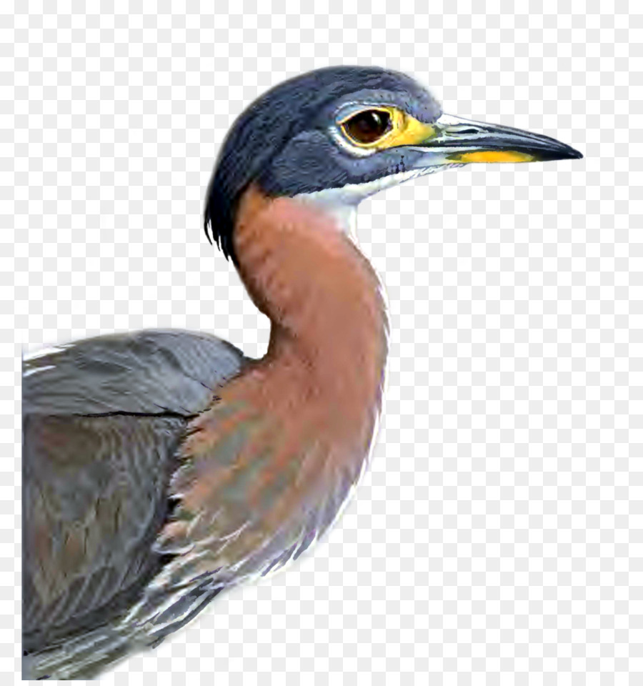 Garcilla Verde，Aves PNG
