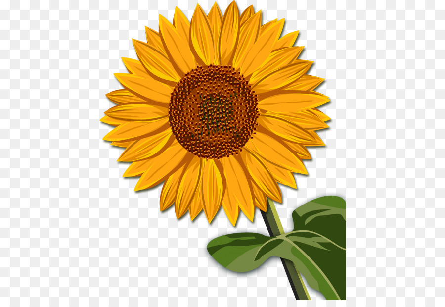 Girasol Amarillo，Hojas Verdes PNG