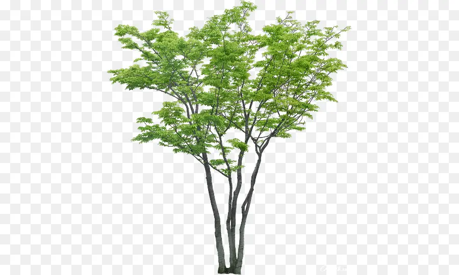 Árbol，Populus Nigra PNG