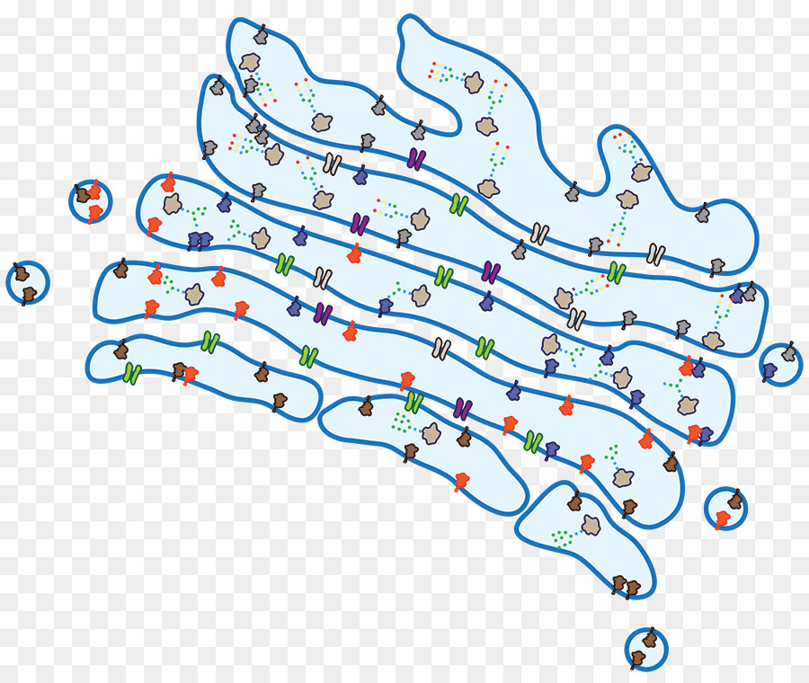 Diagrama De Celdas，Celúla PNG