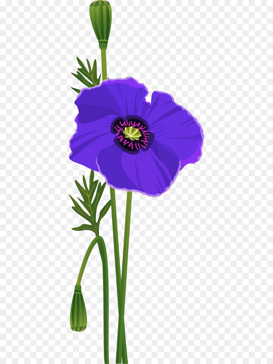 Flor，Provenir PNG