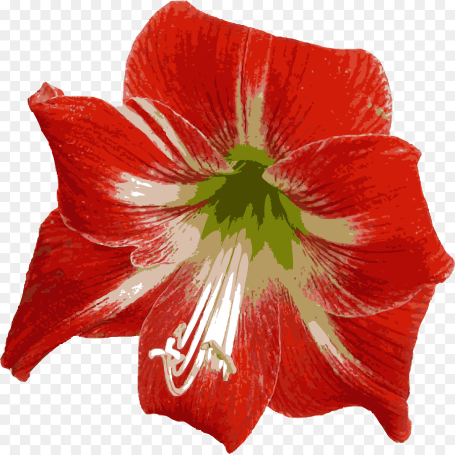 Amarilis，Jersey Lily PNG