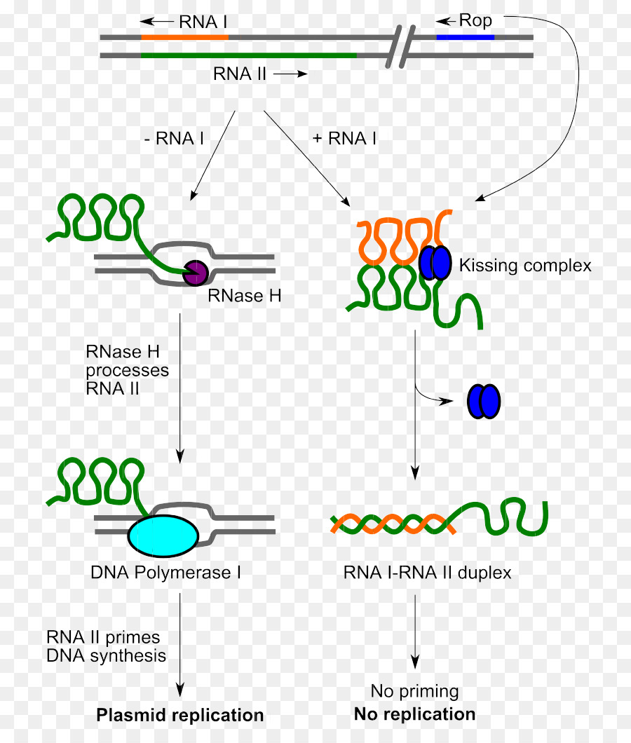 Cole1，La Replicación Del Adn PNG