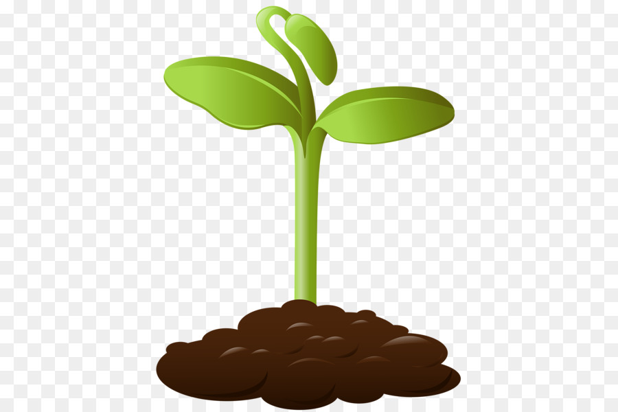 Planta，Hojas PNG