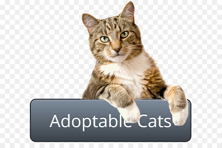 Gato Adoptable，Mascota PNG