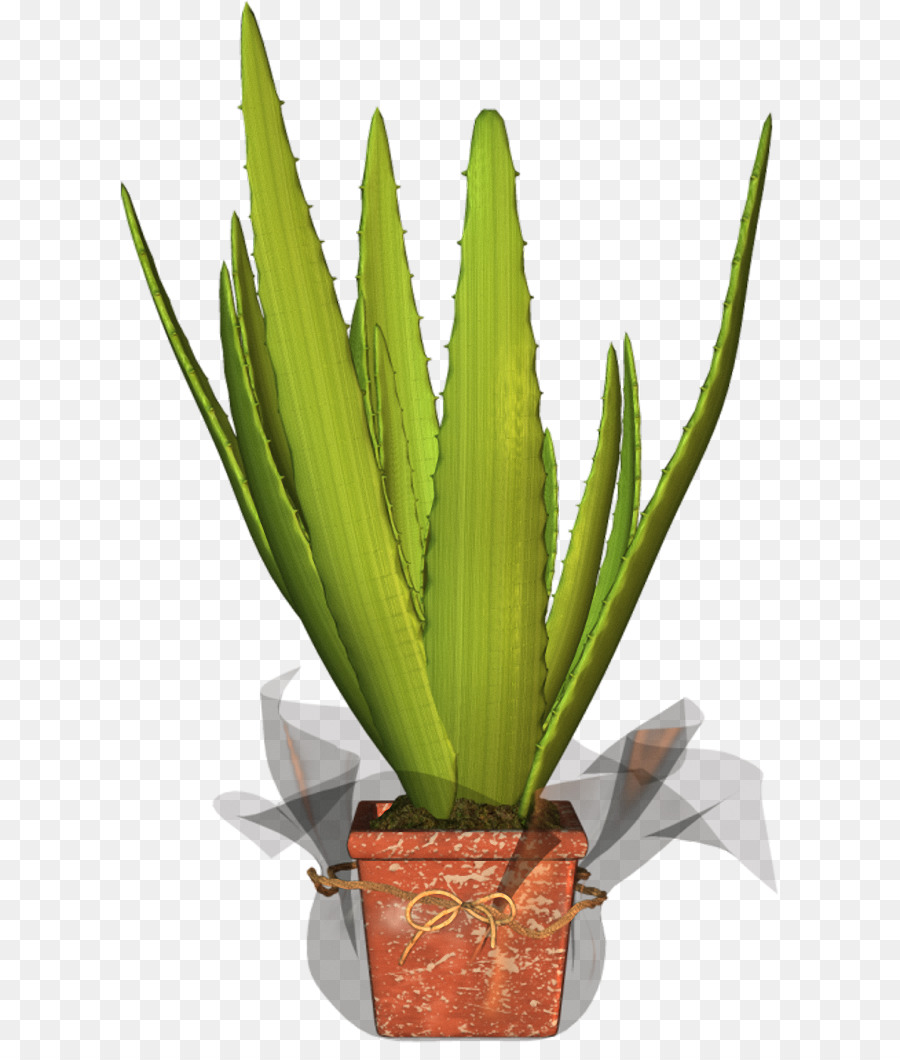 Agave Azul，Maceta PNG