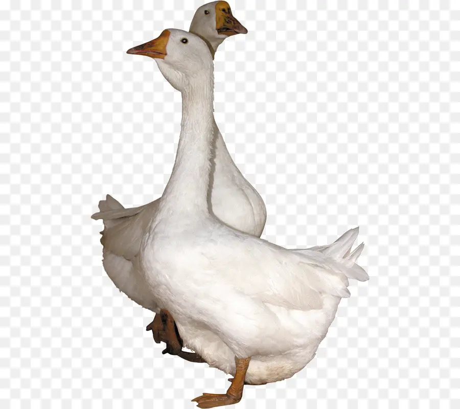 Ganso，Pato PNG