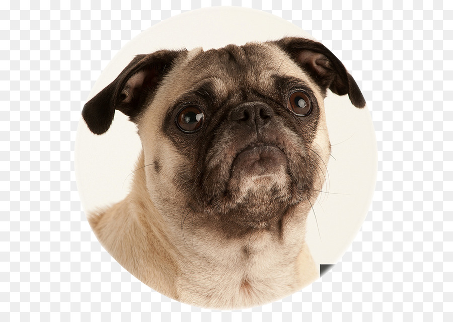 Doguillo，Perro PNG