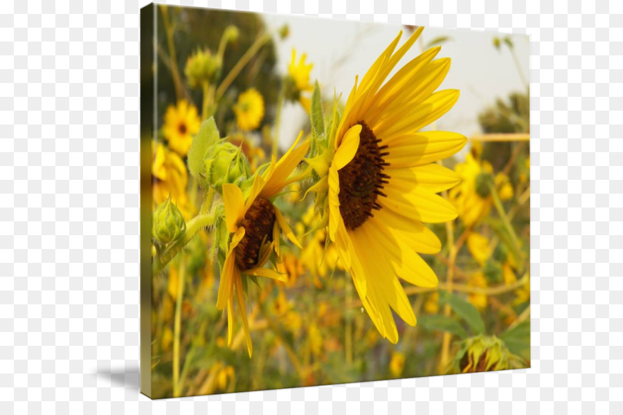 Girasol M，Flores Silvestres PNG