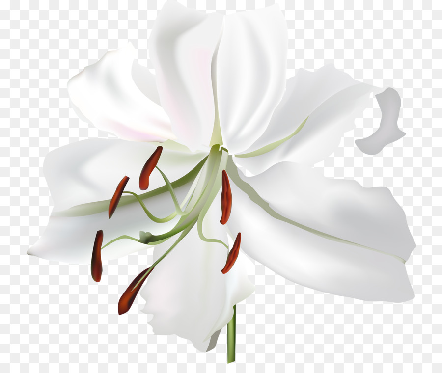 Lilium，Flor PNG