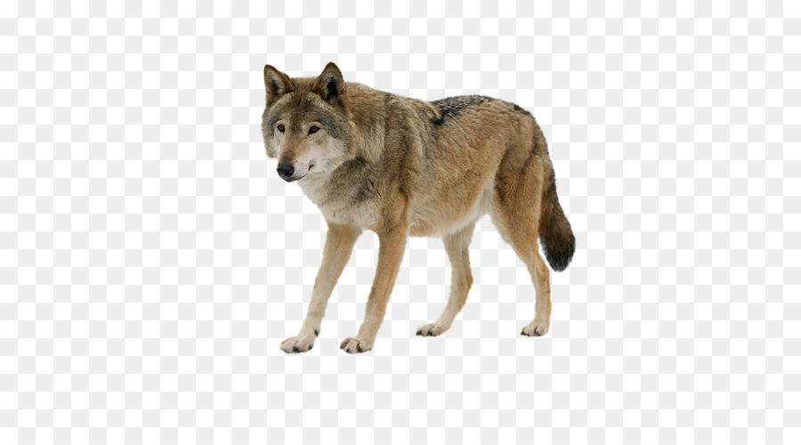 Saarloos Lobo，Lobo Gris PNG