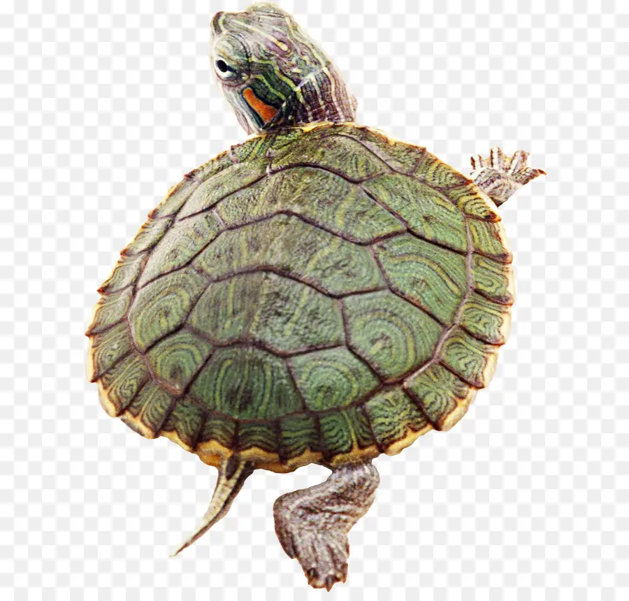 Tortuga，Reptiles PNG