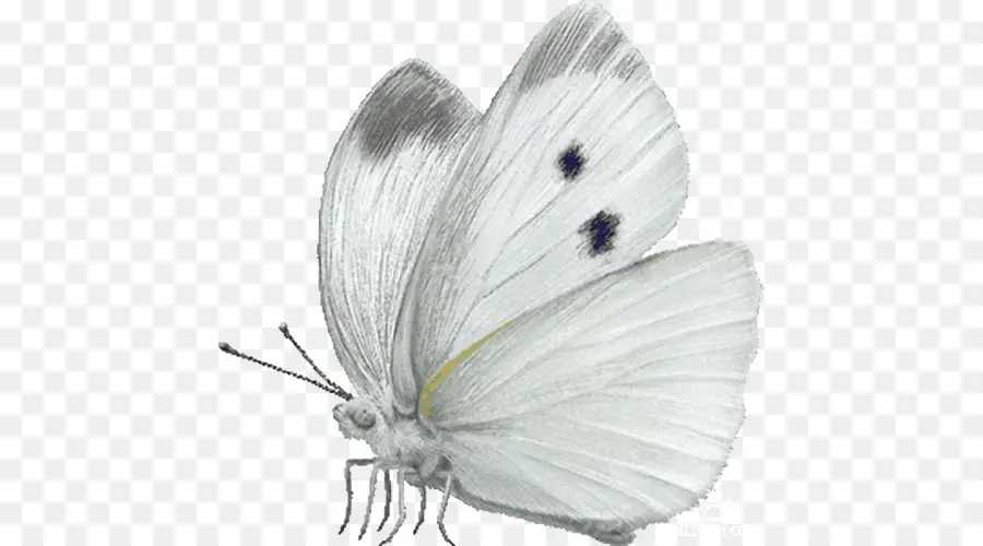 Mariposa，Repollo Blanco PNG