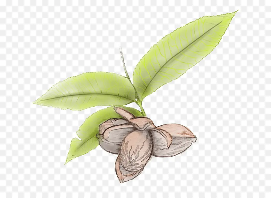 Hoja，Nuez PNG