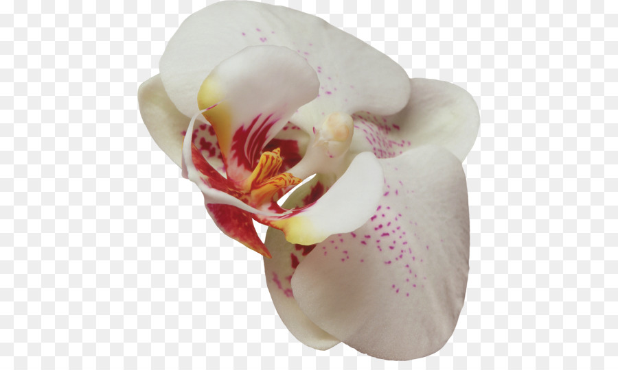 Orquídea，Florecer PNG