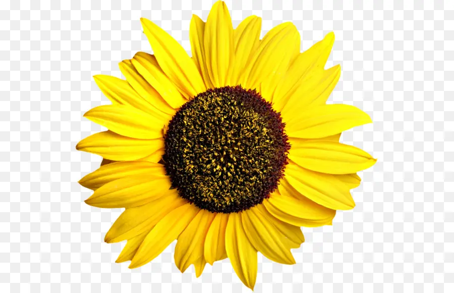 Flor，Amarillo PNG