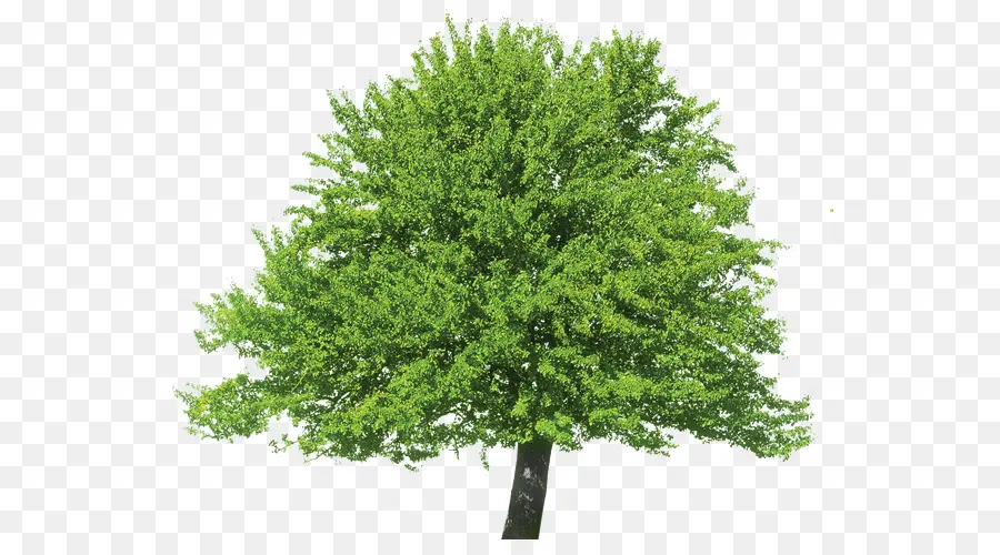 Langosta De Miel，árbol PNG