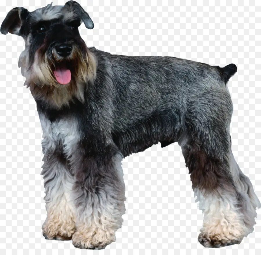 Schnauzer Miniatura，Schnauzer Estándar PNG