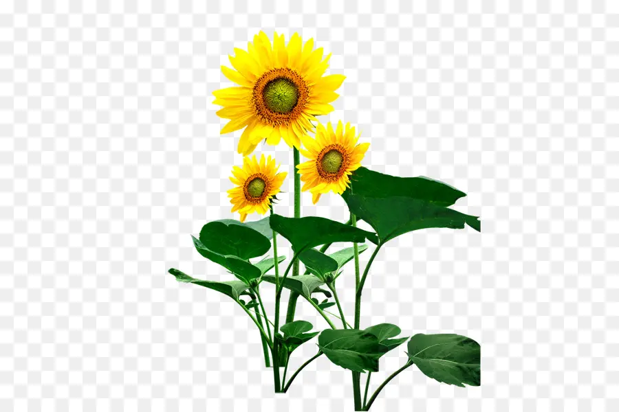 Girasol，Amarillo PNG