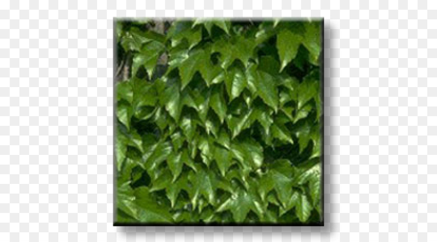 Hiedra，Boston Ivy PNG