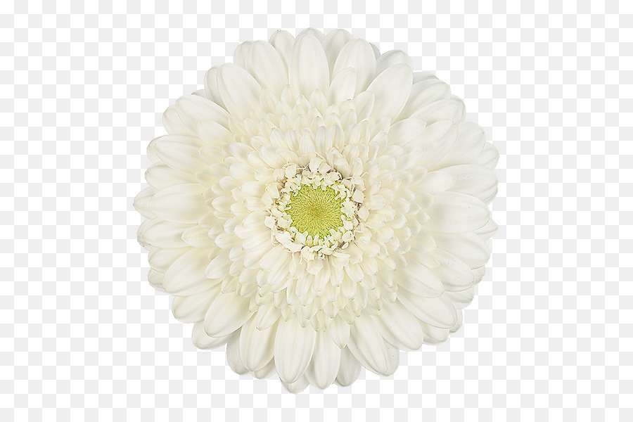 Transvaal Daisy，Crisantemo PNG