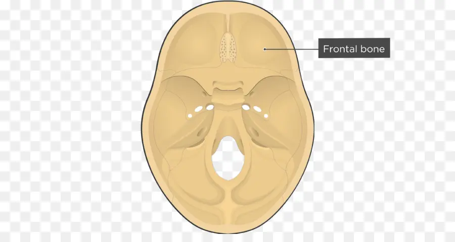 Hueso Parietal，Cráneo PNG