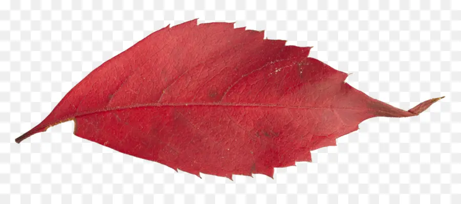 Hoja Roja，Otoño PNG