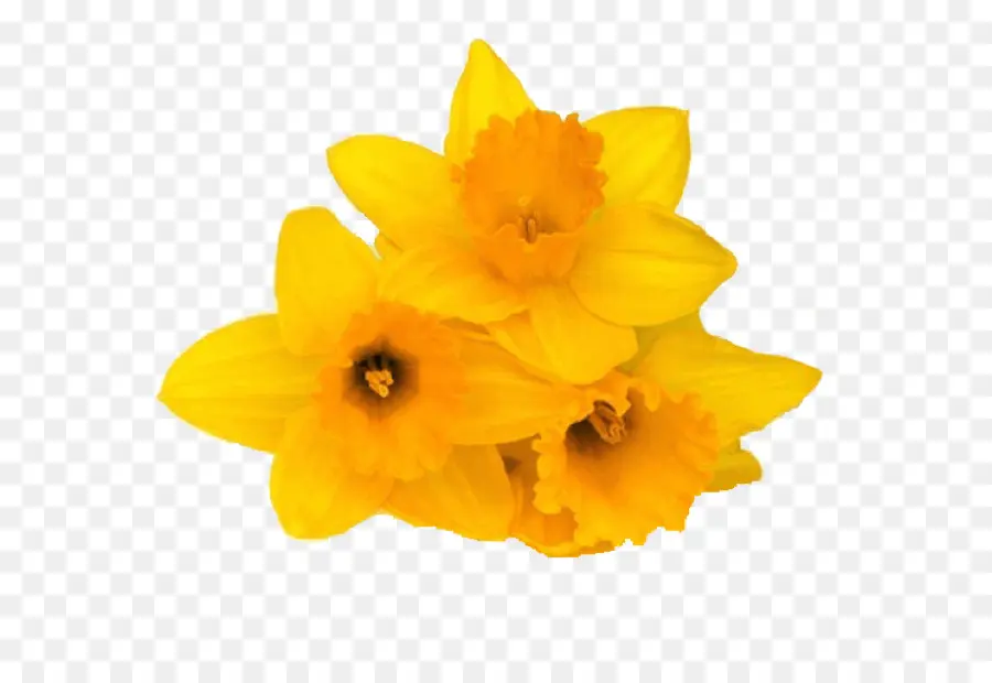 Narciso Amarillo，Primavera PNG