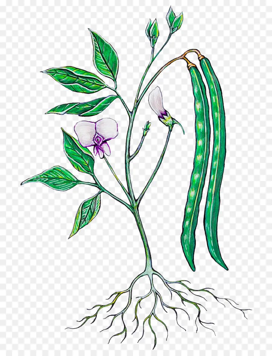 Diseño Floral，Blackeyed Pea PNG