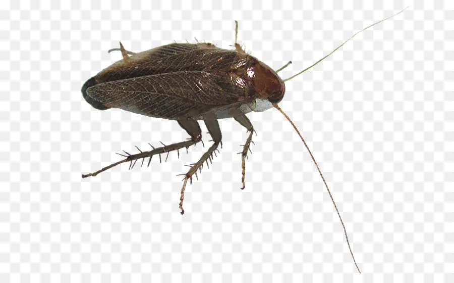 Cucaracha，Escarabajo PNG