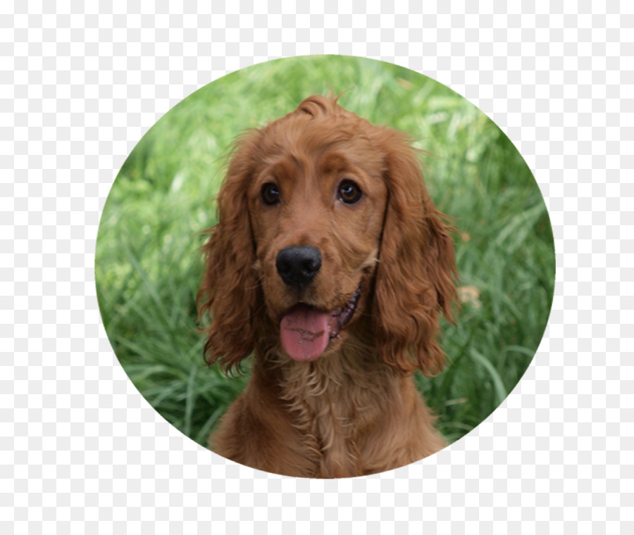 Setter Irlandés，Boykin Spaniel PNG