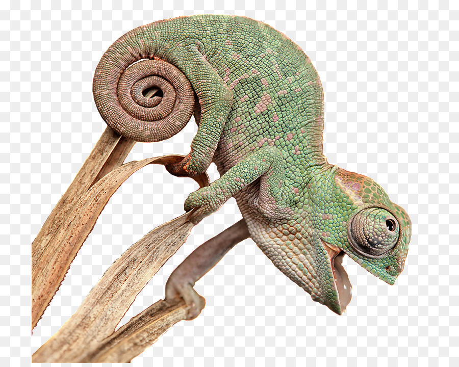 Camaleón，Reptil PNG