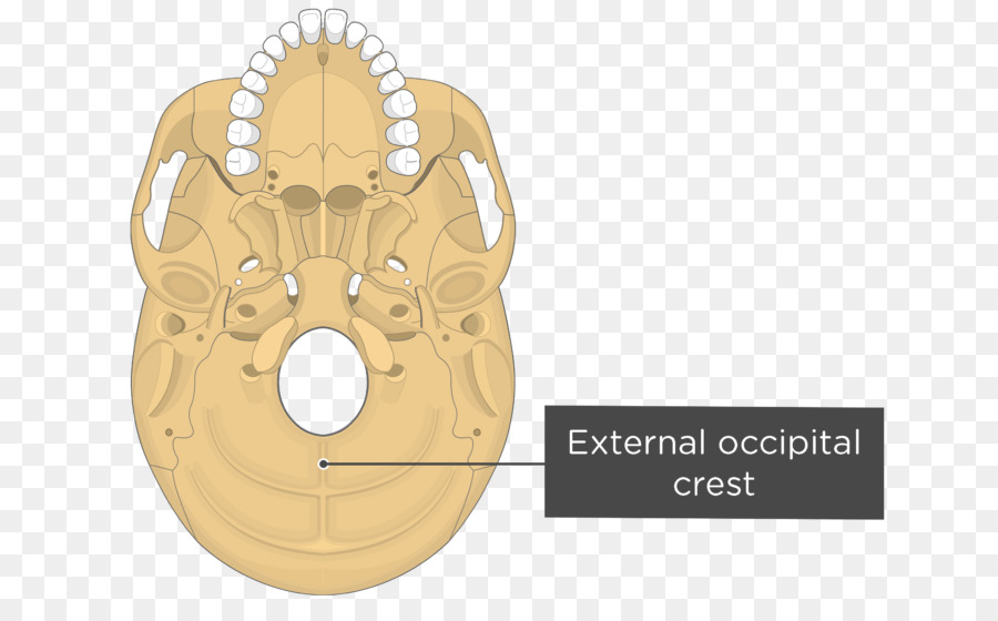 Pterigoideo Procesos Del Esfenoides，Pterigoideo Medial Del Músculo PNG