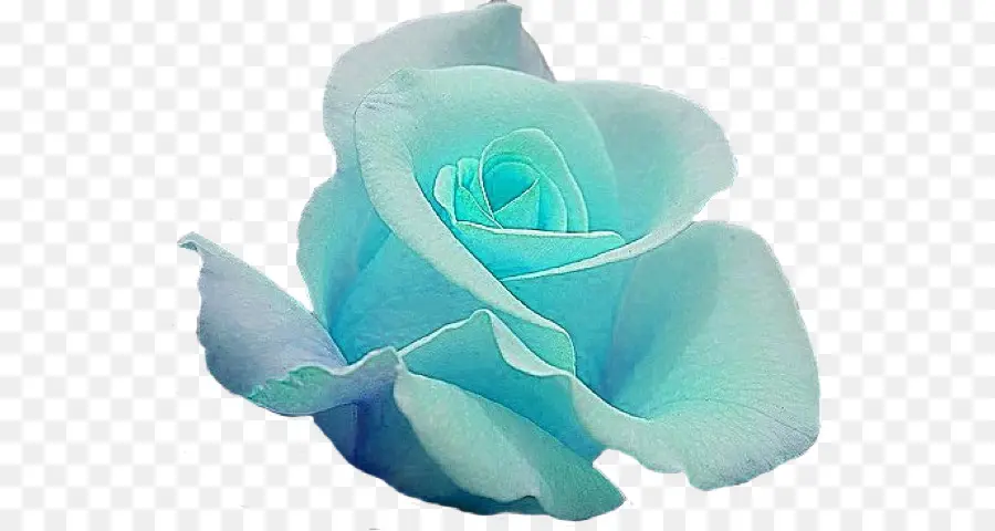 Rosa Azul，Las Rosas De Jardín PNG