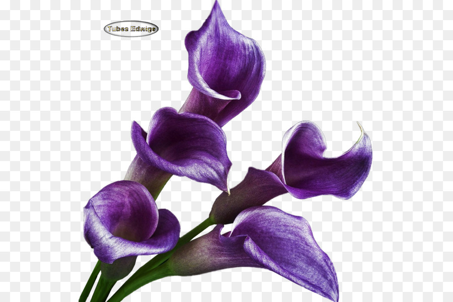 Flores Moradas，Florecer PNG