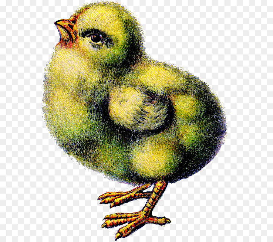 Pollo，Conejito De Pascua PNG