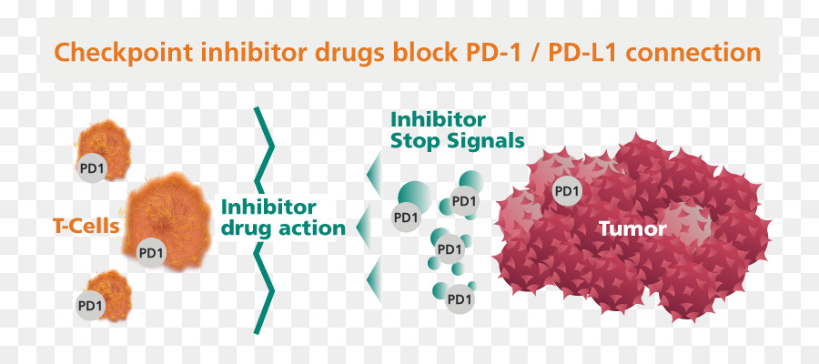 Inhibidor De Punto De Control，Droga PNG