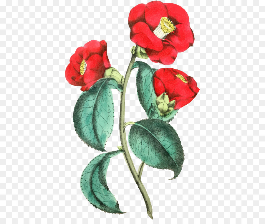 Flor Roja，Hoja PNG