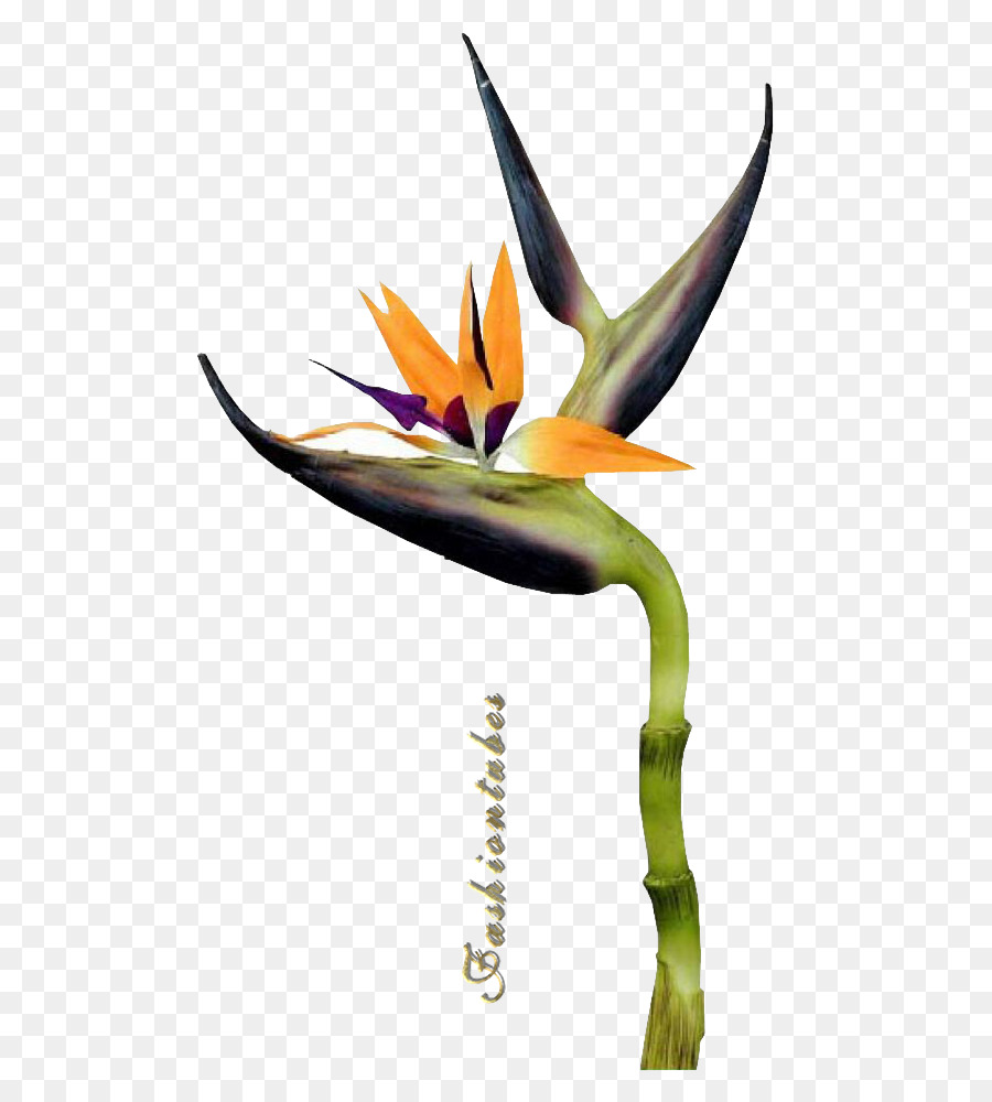 Flor，Pétalo PNG