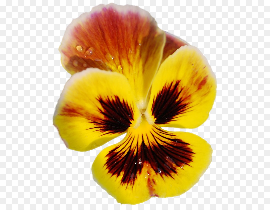 Flor Amarilla，Pétalos PNG